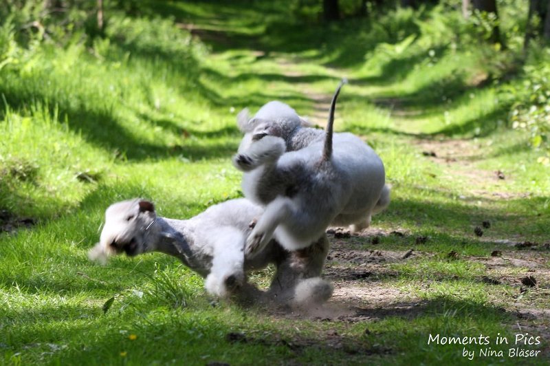 2010-05-29 Alanna und Svet (16).jpg - Airis Blue Volshebny Svet & his daughter Arc-en-ciel Alanna 2010-05-29